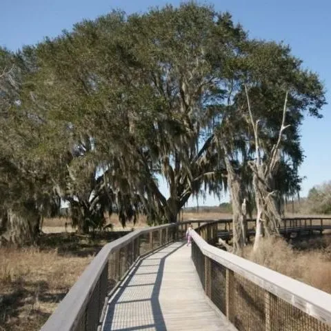 thumbnail for publication: Conservation Subdivision: Construction Phase—Protecting Trees and Conserved Natural Areas